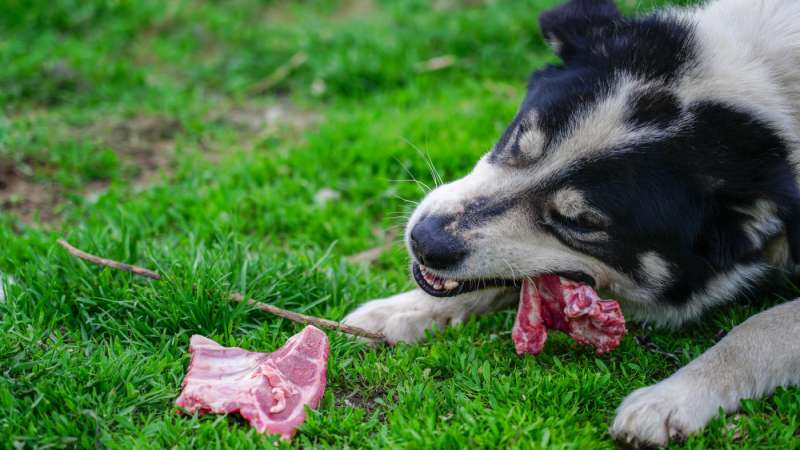 BarfRezepte für deinen Hund FutterFundgrube