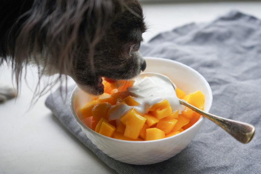 Hund frisst Mango-Stücke aus einer Schüssel