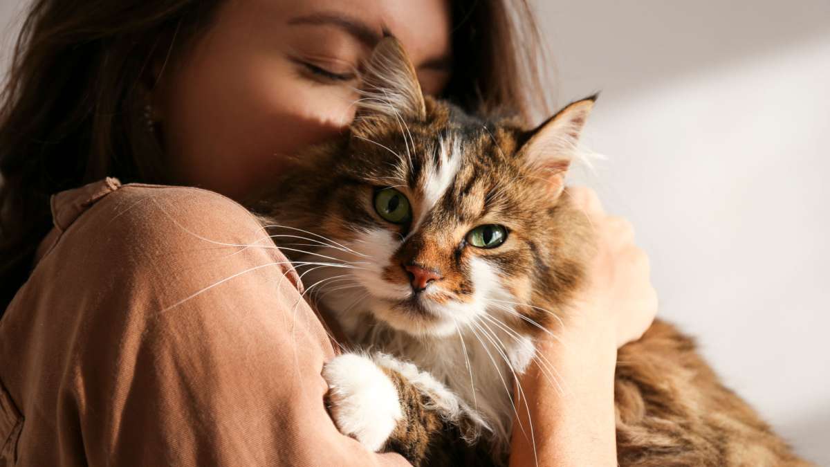 Barfen bei der Katze: Rezepte und Tipps