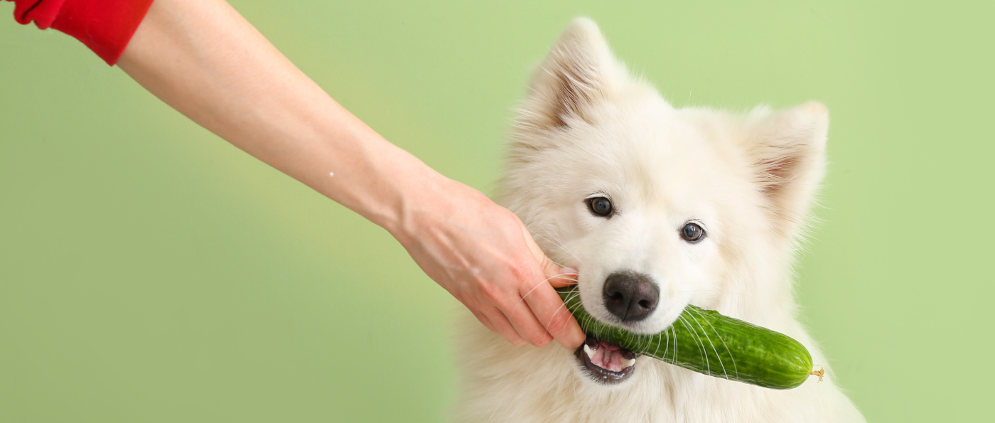 Gemüse für Hunde FutterFundgrube