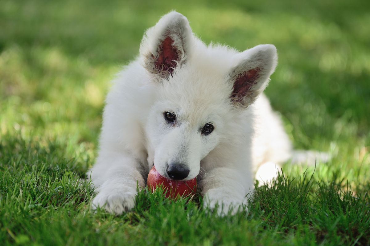 Hund frisst einen Apfel statt Trauben