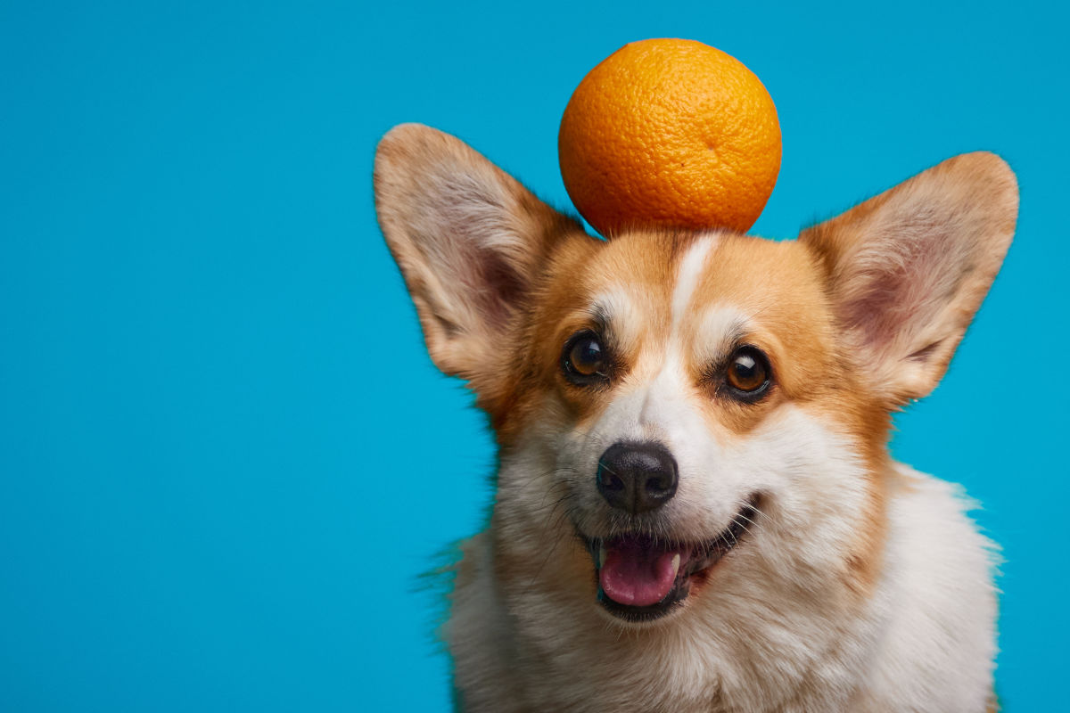 Hund mit Orange auf dem Kopf