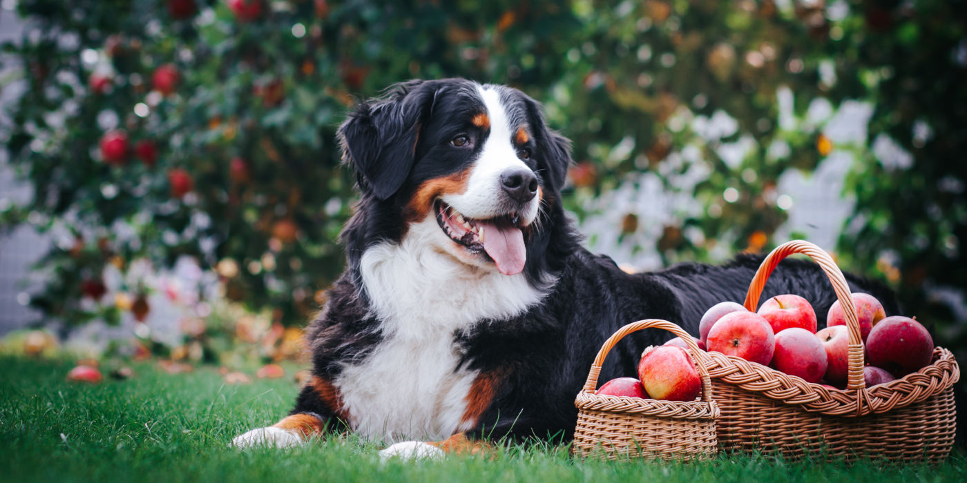 Hund liegt neben einem Korb mit Äpfeln