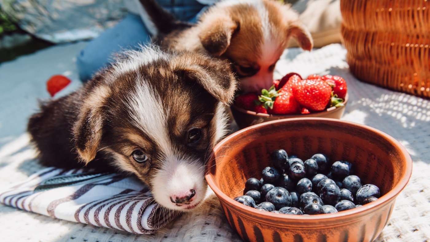 Beeren für Hunde wertvolle Tipps FutterFundgrube