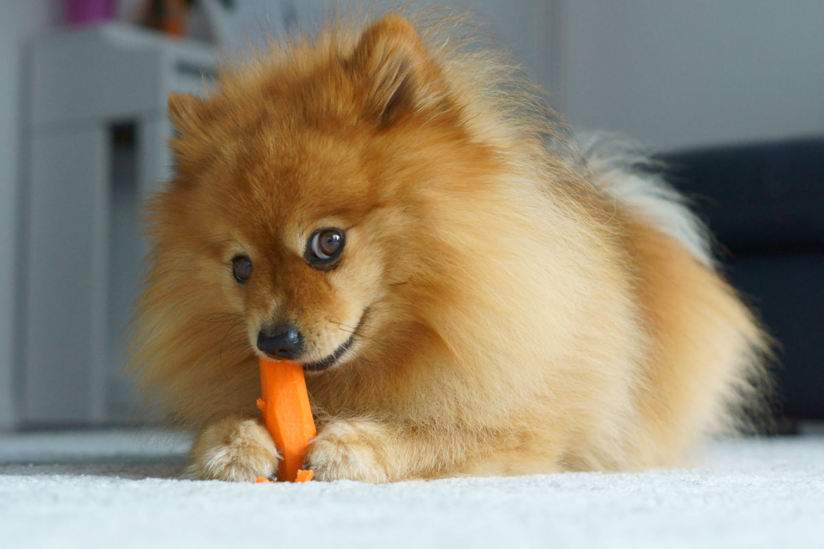 Kleiner Hund frisst eine Möhre