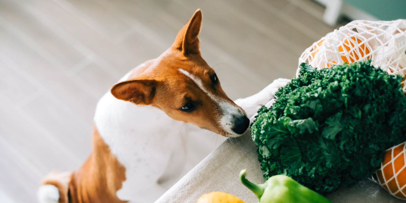 Hund schnuppert an verschiedenen Gemüsesorten