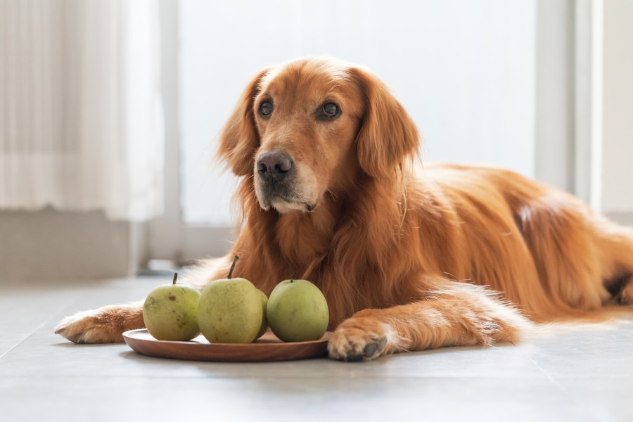 Hund liegt neben einem Teller mit Birnen darauf