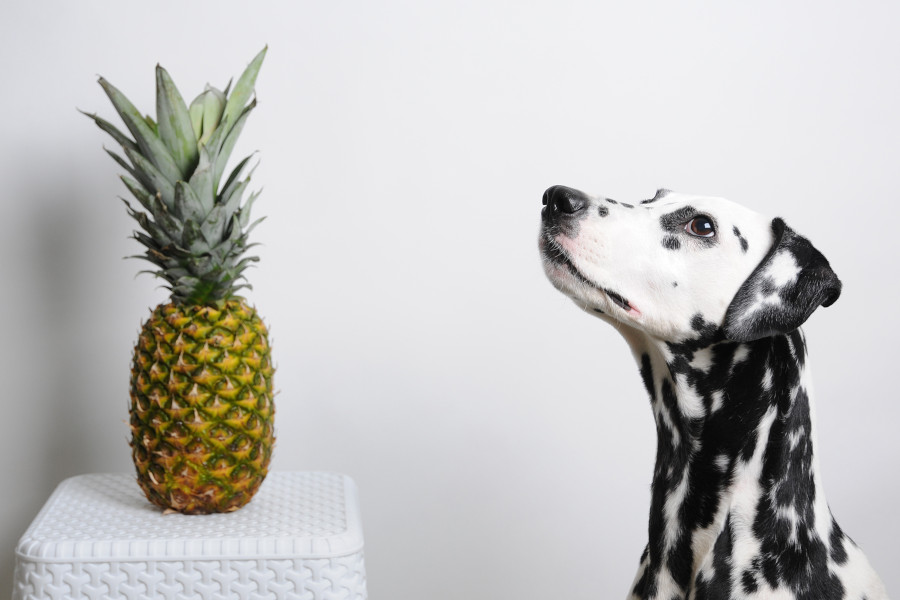 Hund betrachtet eine Ananas