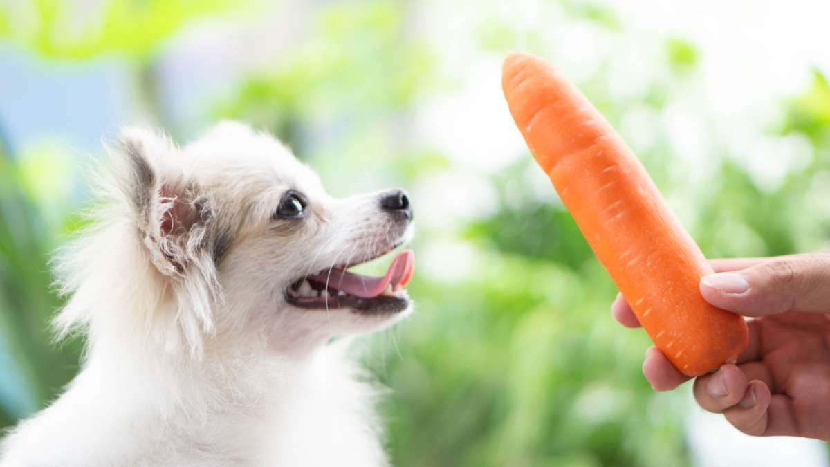 BarfGemüse und Obst für Hunde FutterFundgrube