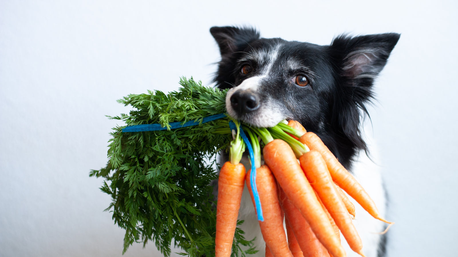 Hund mit Möhren im Maul