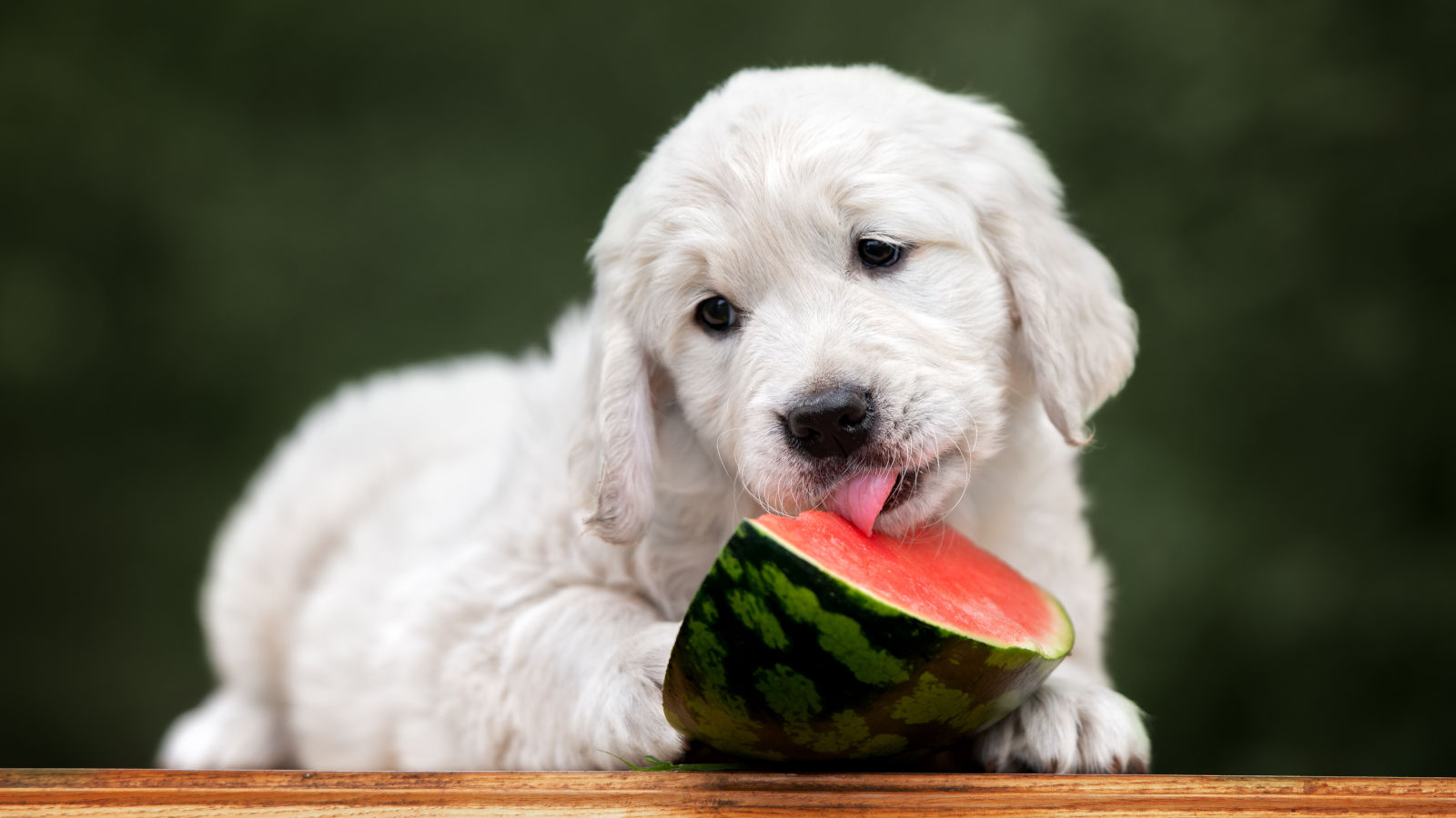 Kleiner Hund schleckt an Wassermelone