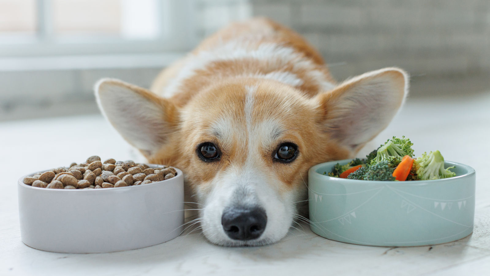 Dürfen Hunde Brokkoli essen? Das solltest du wissen | Futter-Fundgrube